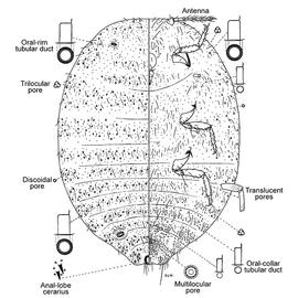   Maconellicoccus multipori  
 Illustration by Williams 